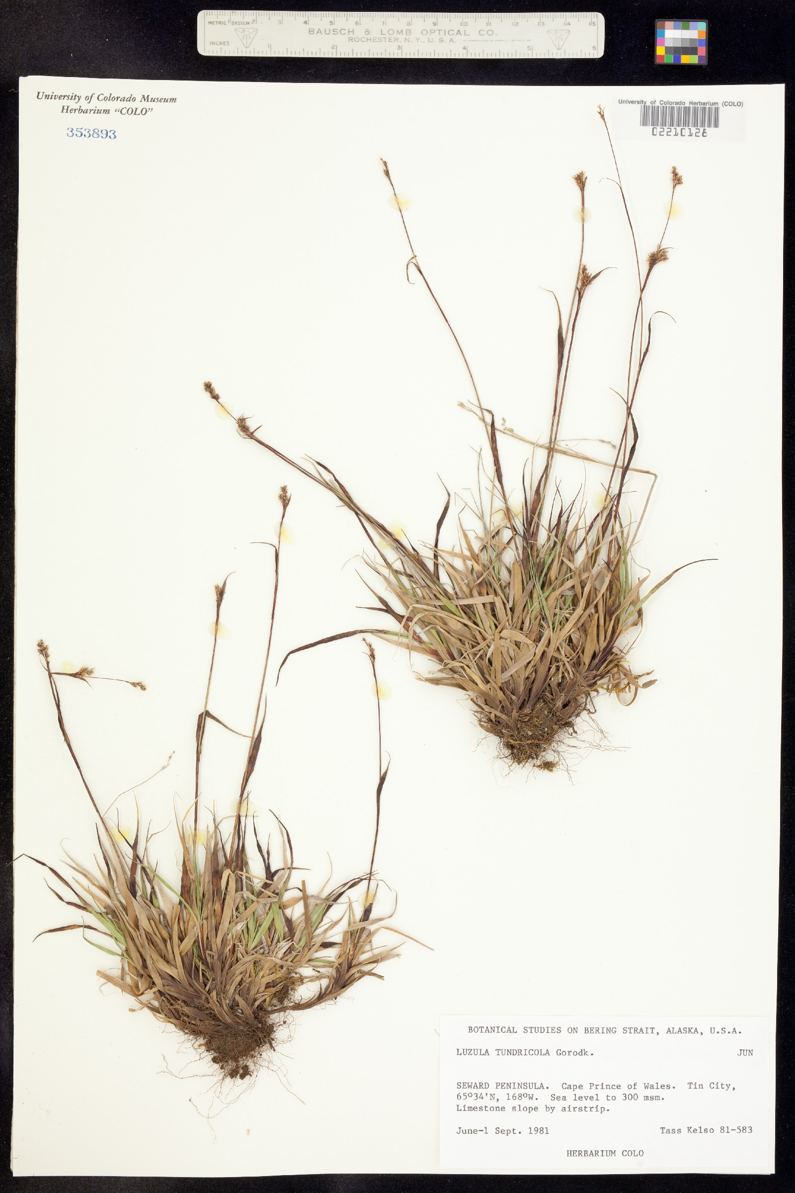Luzula kjellmaniana image