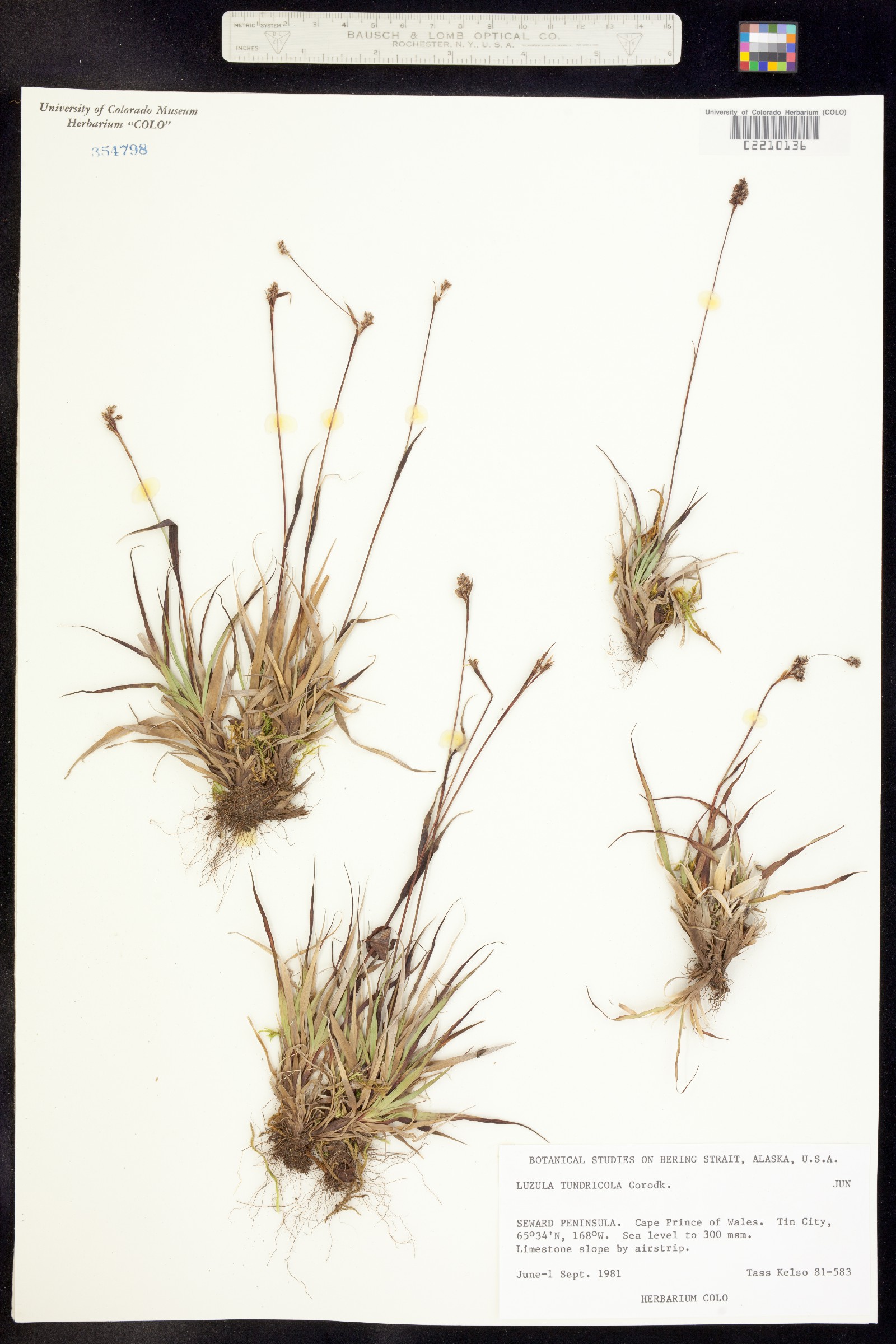 Luzula kjellmaniana image