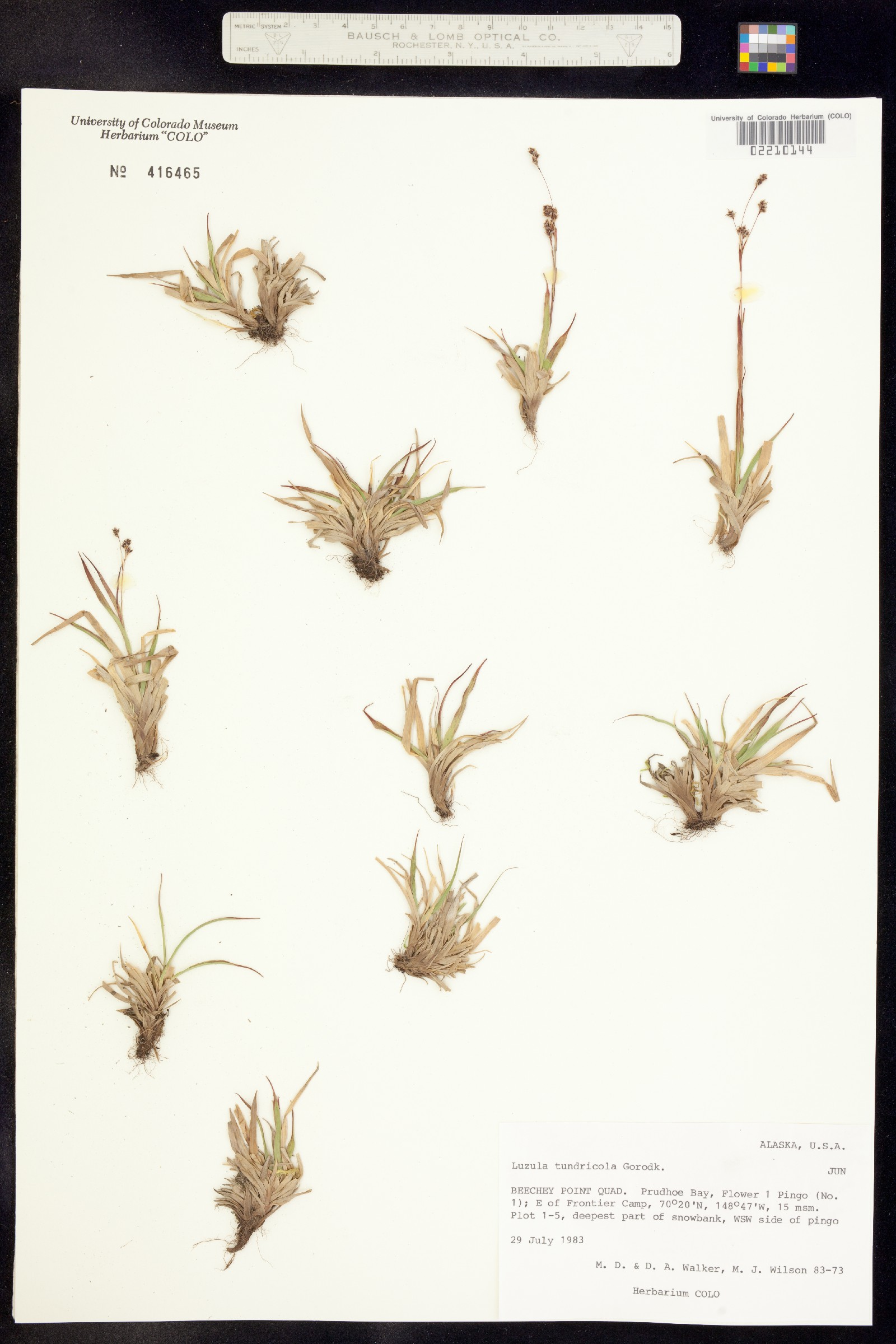 Luzula kjellmaniana image