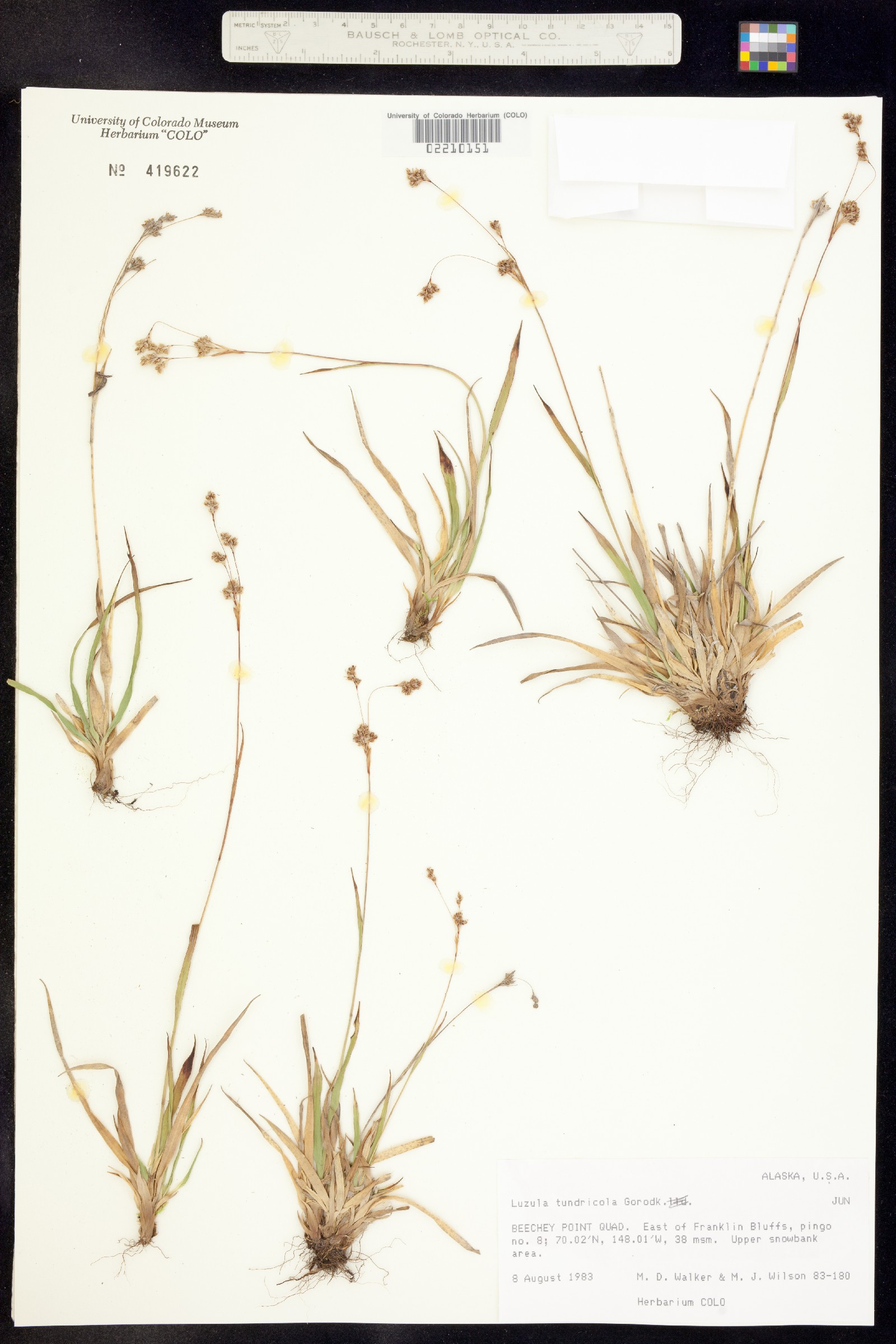 Luzula kjellmaniana image