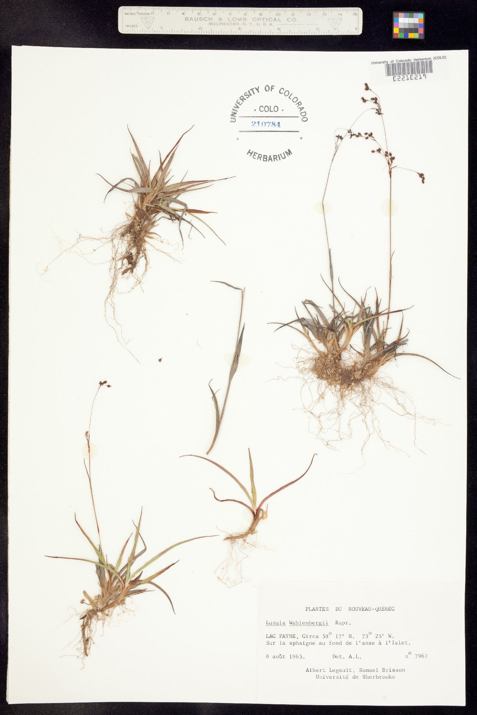 Luzula wahlenbergii image