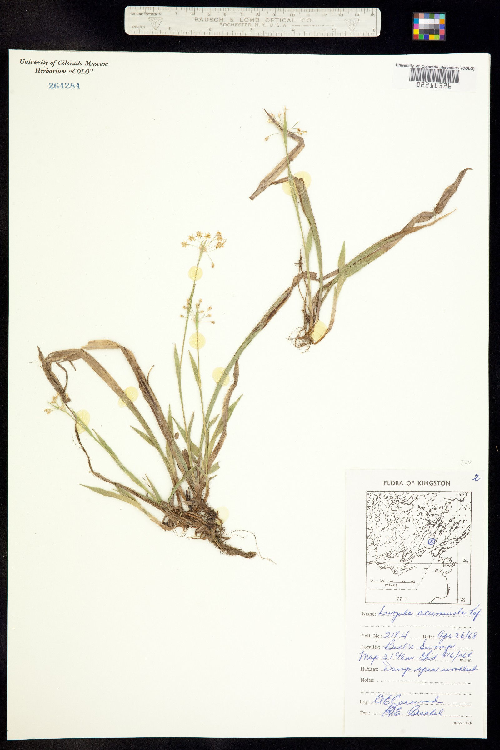 Luzula acuminata image