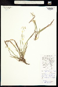 Image of Luzula acuminata