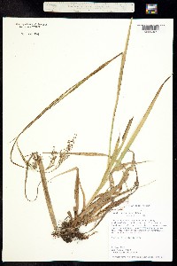 Luzula denticulata image