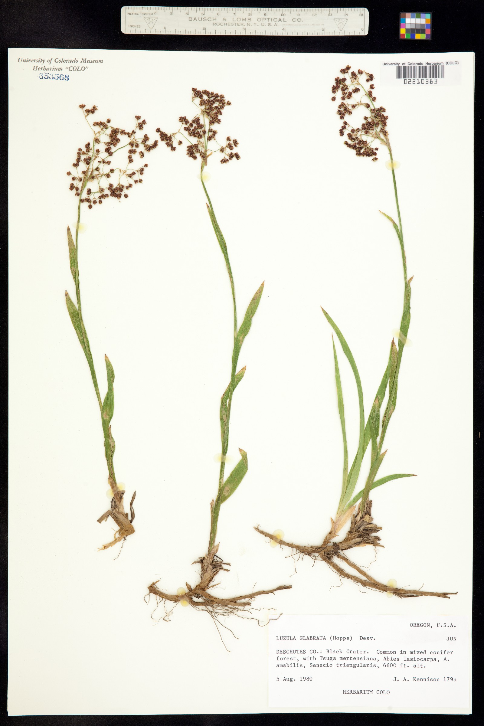 Luzula glabrata image