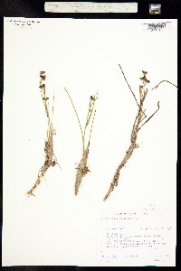 Image of Scheuchzeria palustris