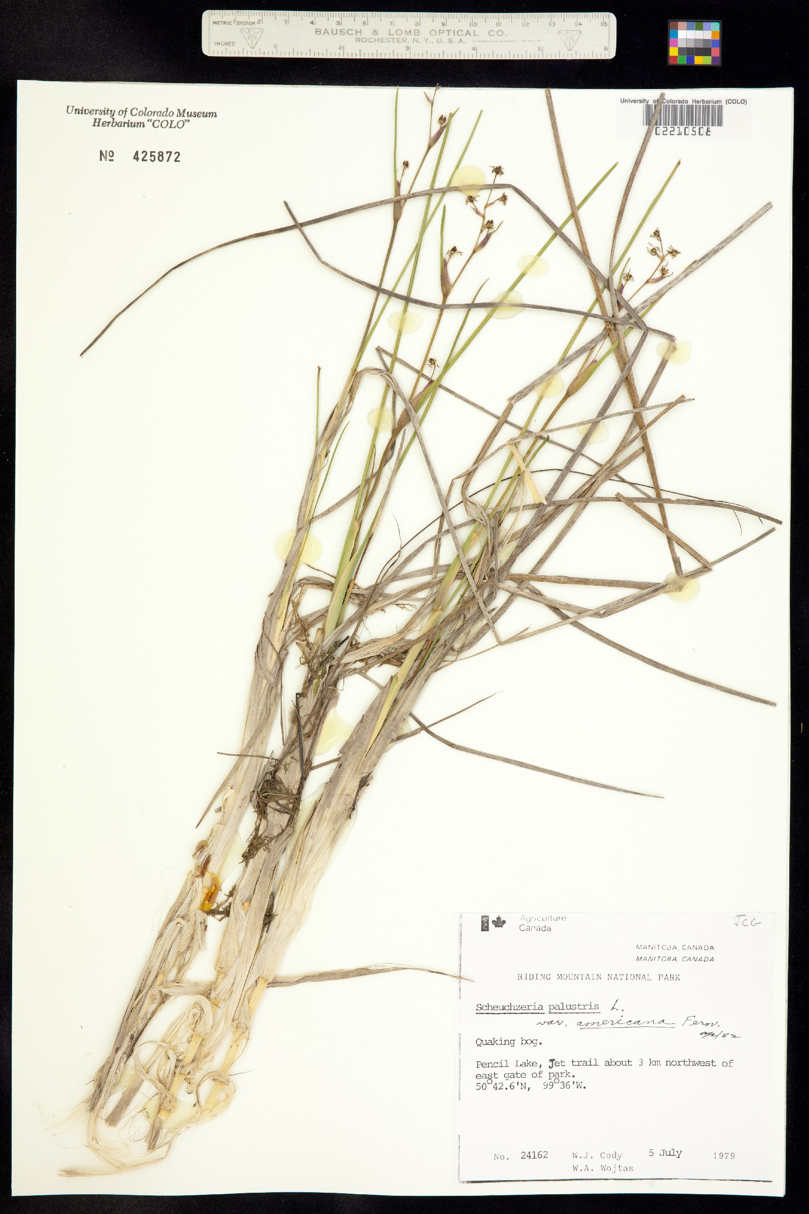 Scheuchzeria palustris image