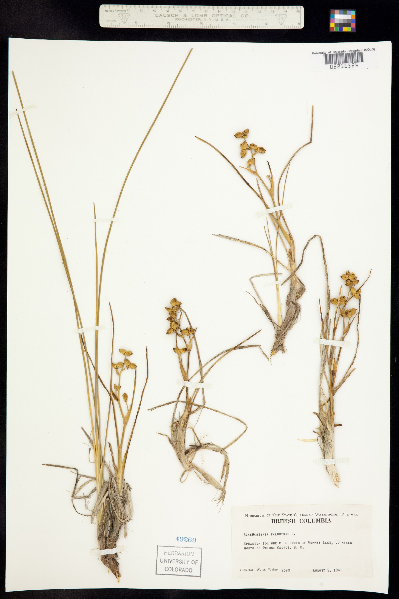 Scheuchzeriaceae image
