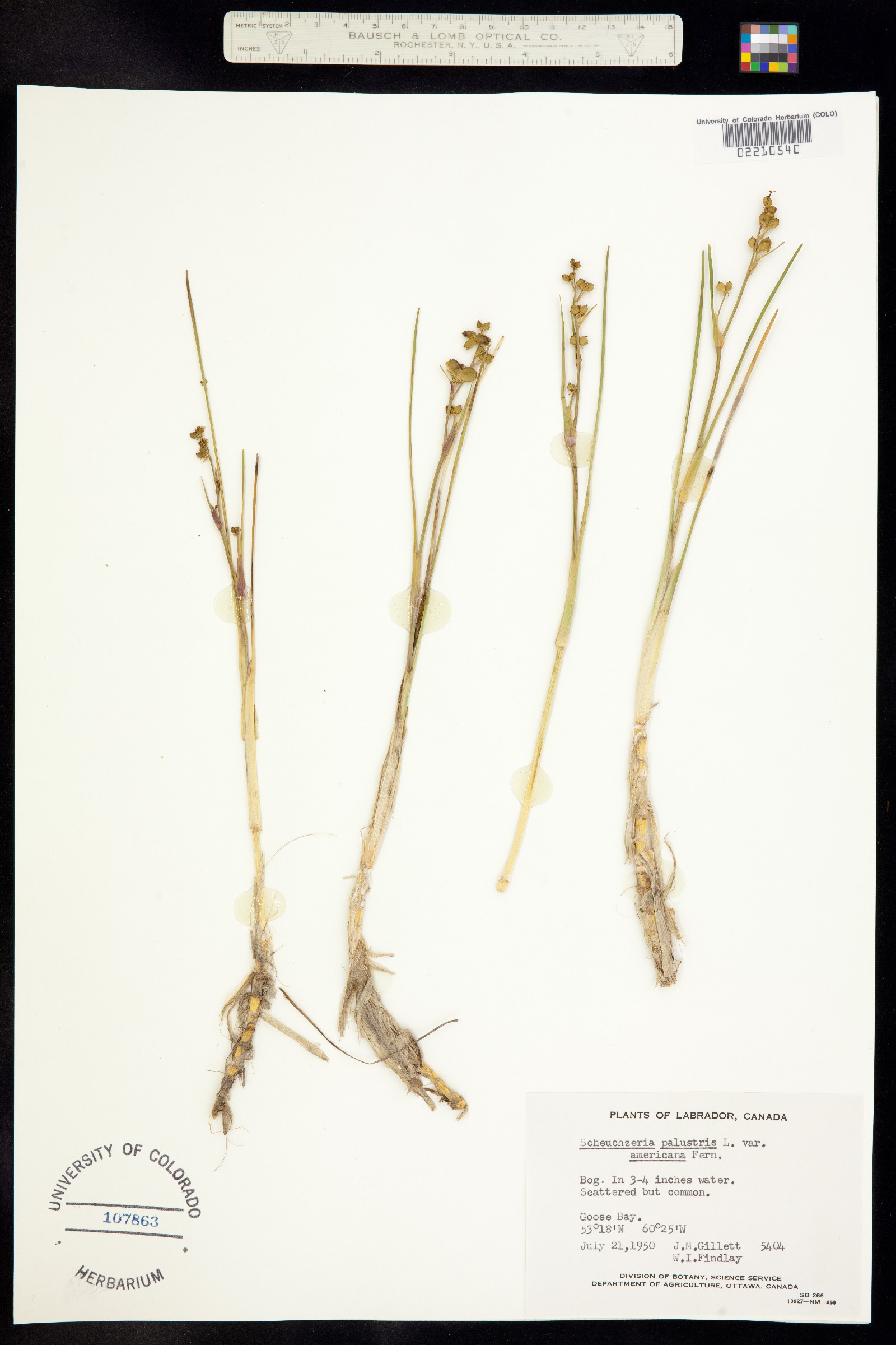 Scheuchzeria palustris image