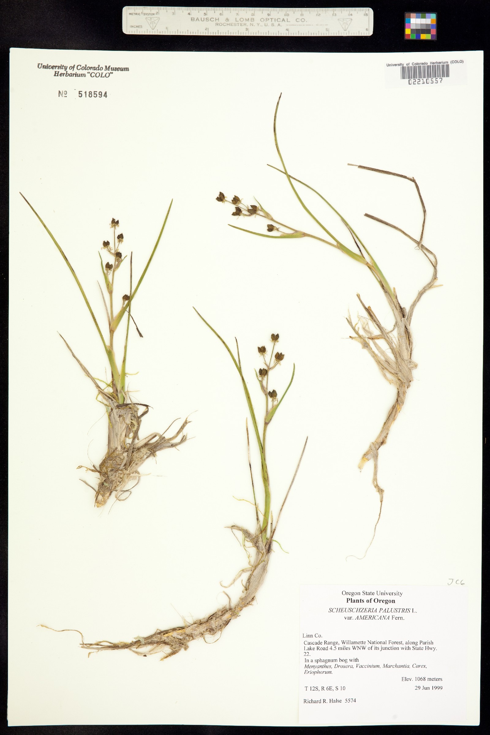 Scheuchzeria palustris image