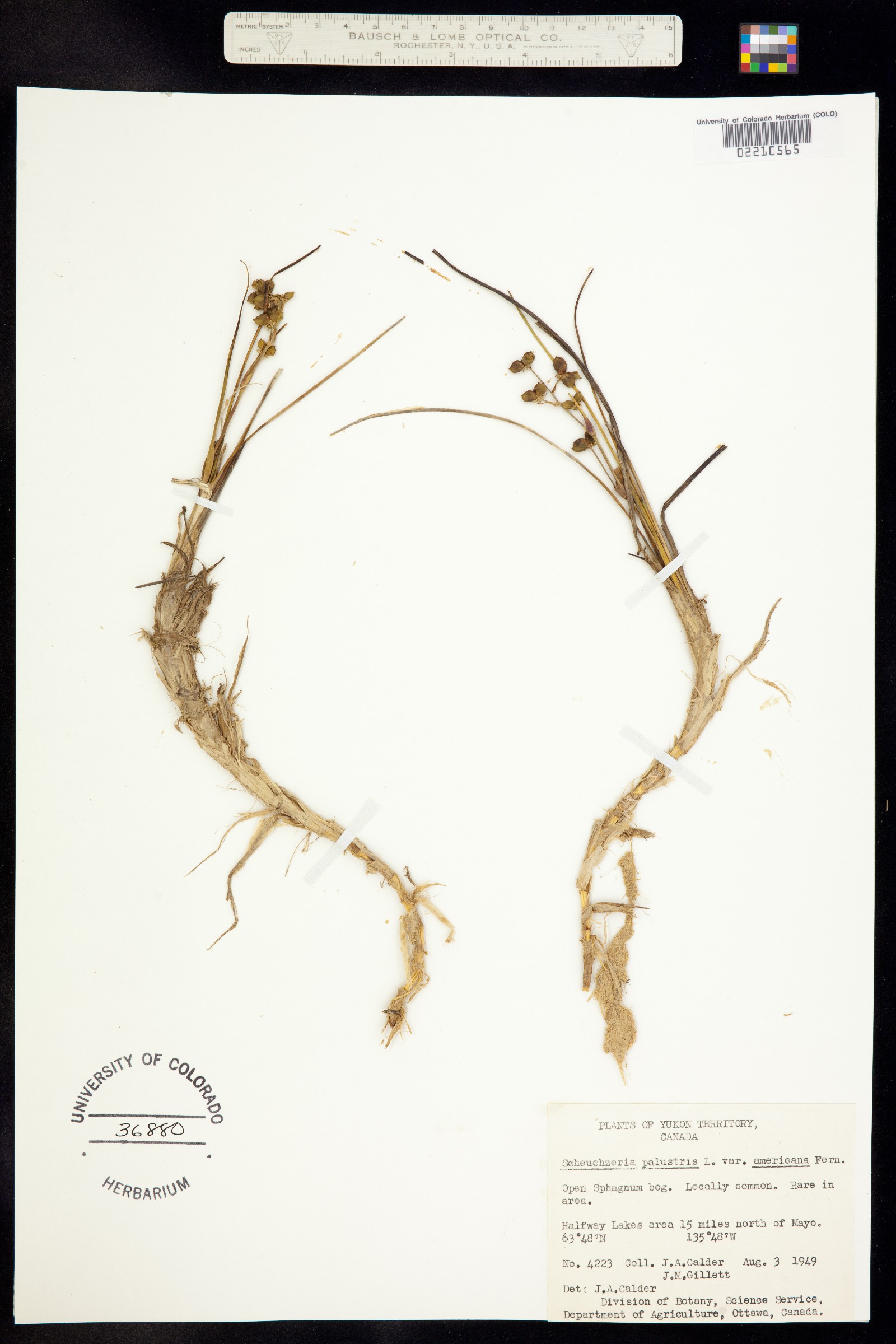 Scheuchzeria image