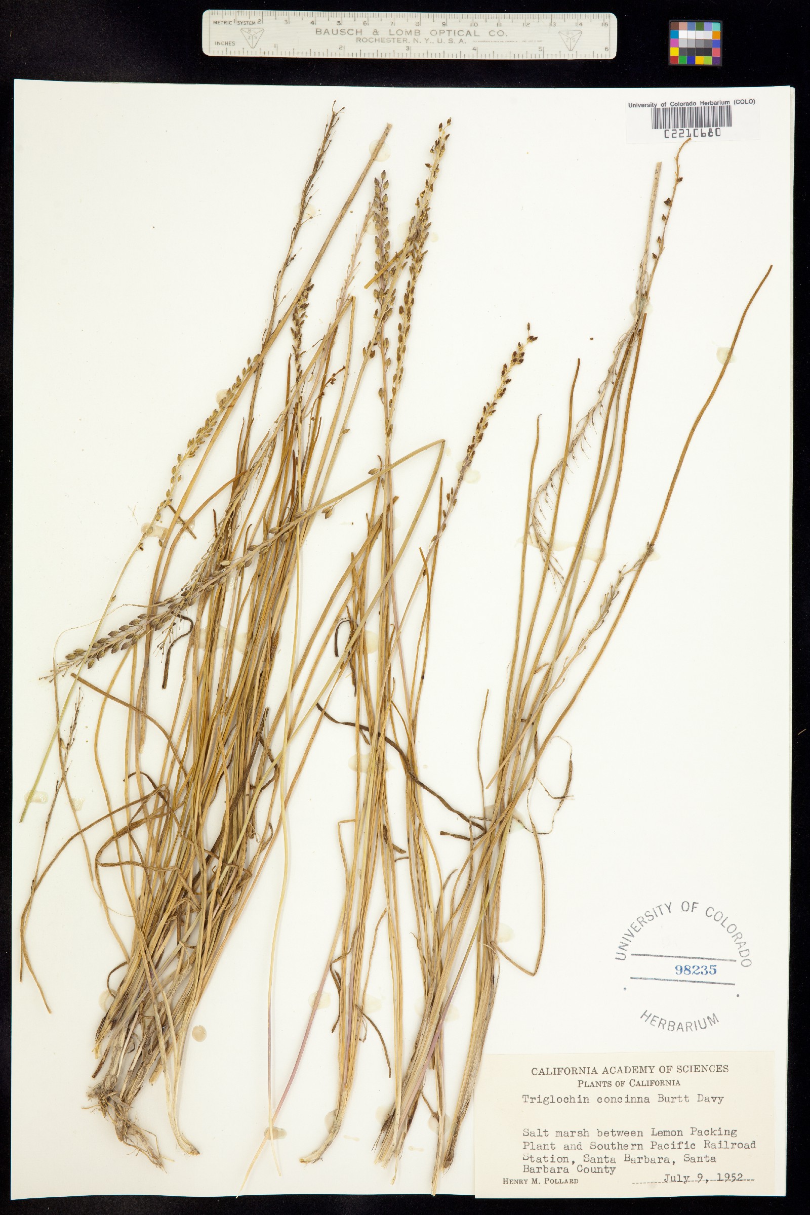 Triglochin maritima image