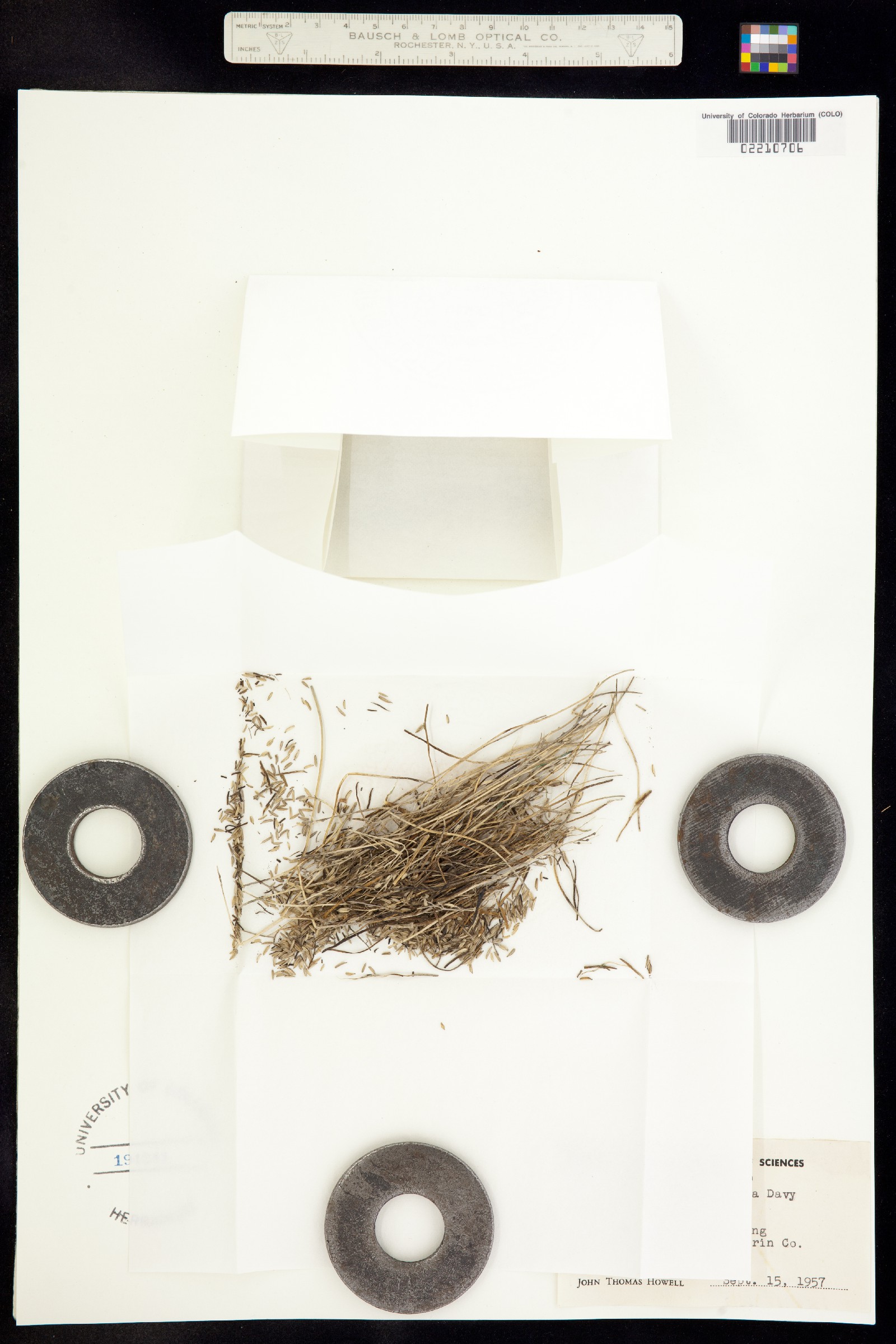 Triglochin maritima image