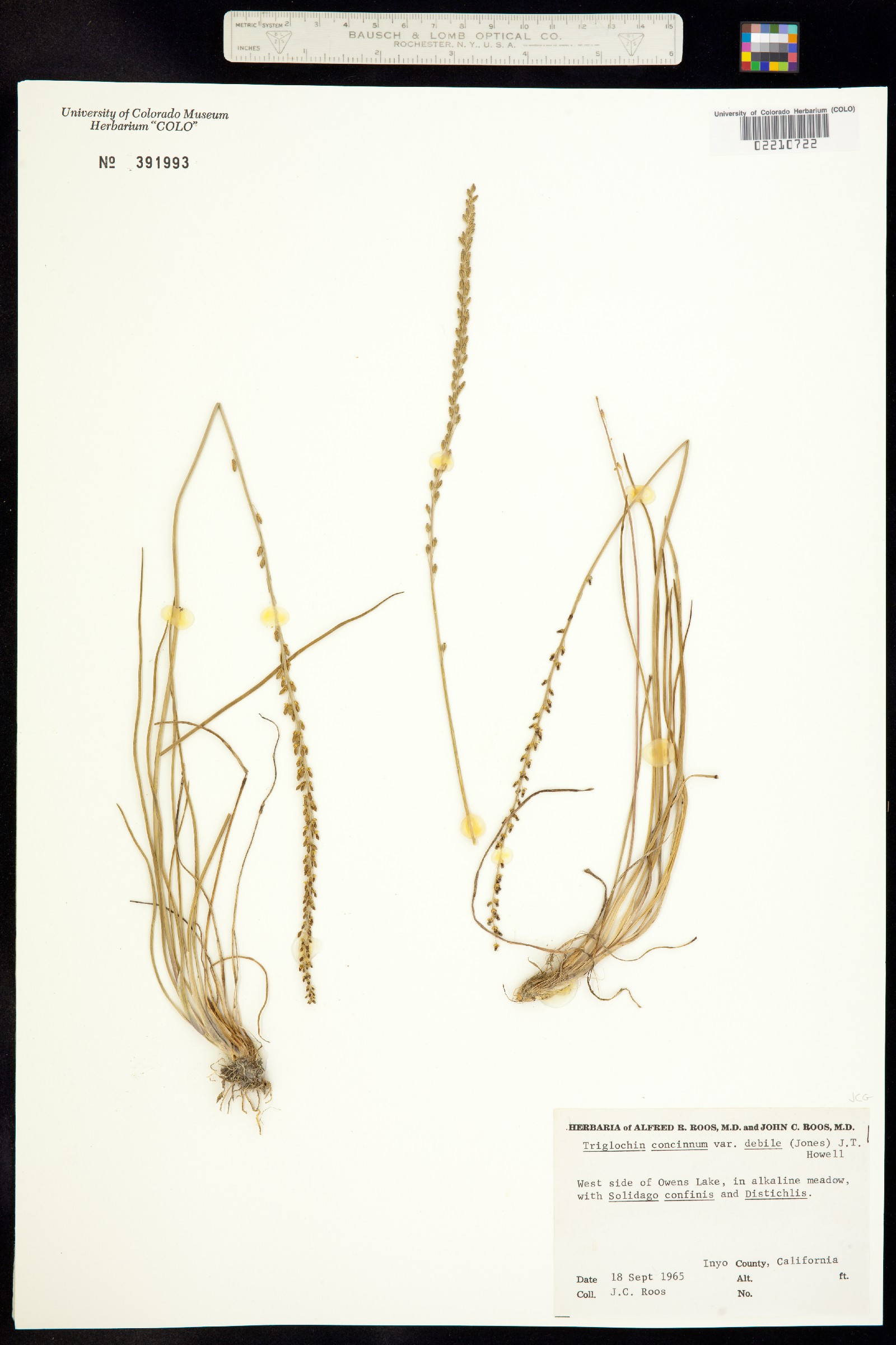 Triglochin maritima image