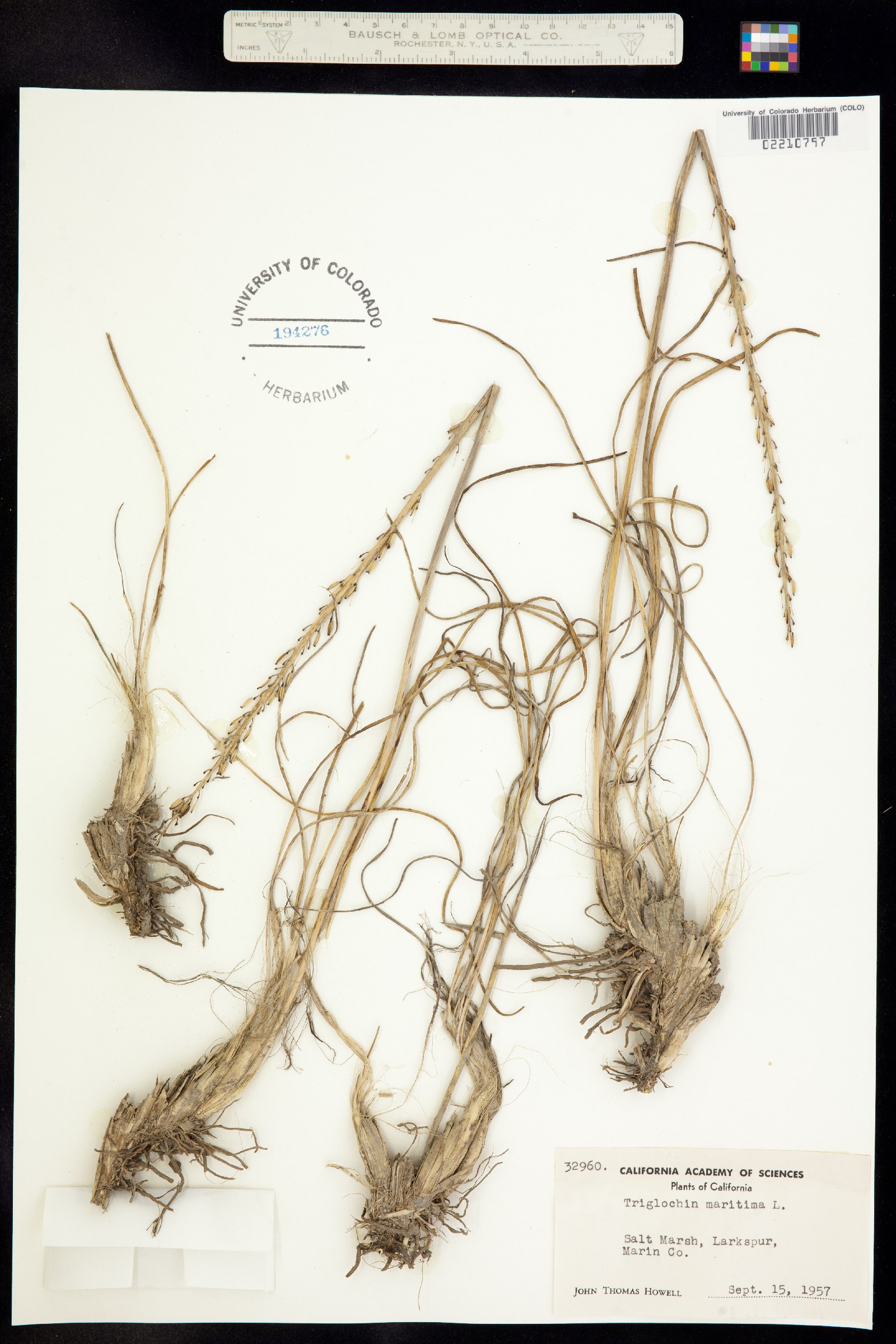 Triglochin maritima image