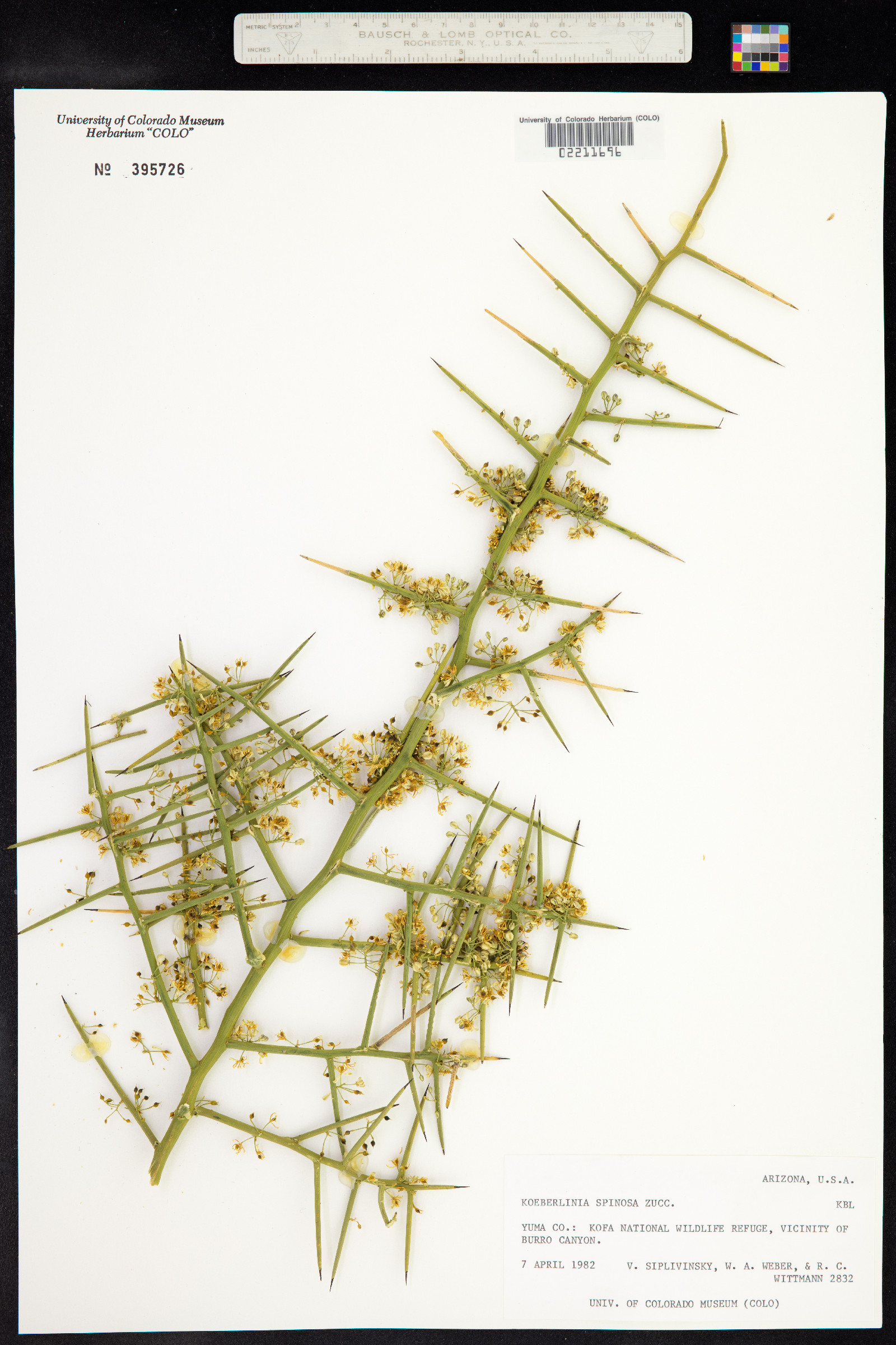 Koeberlinia spinosa image