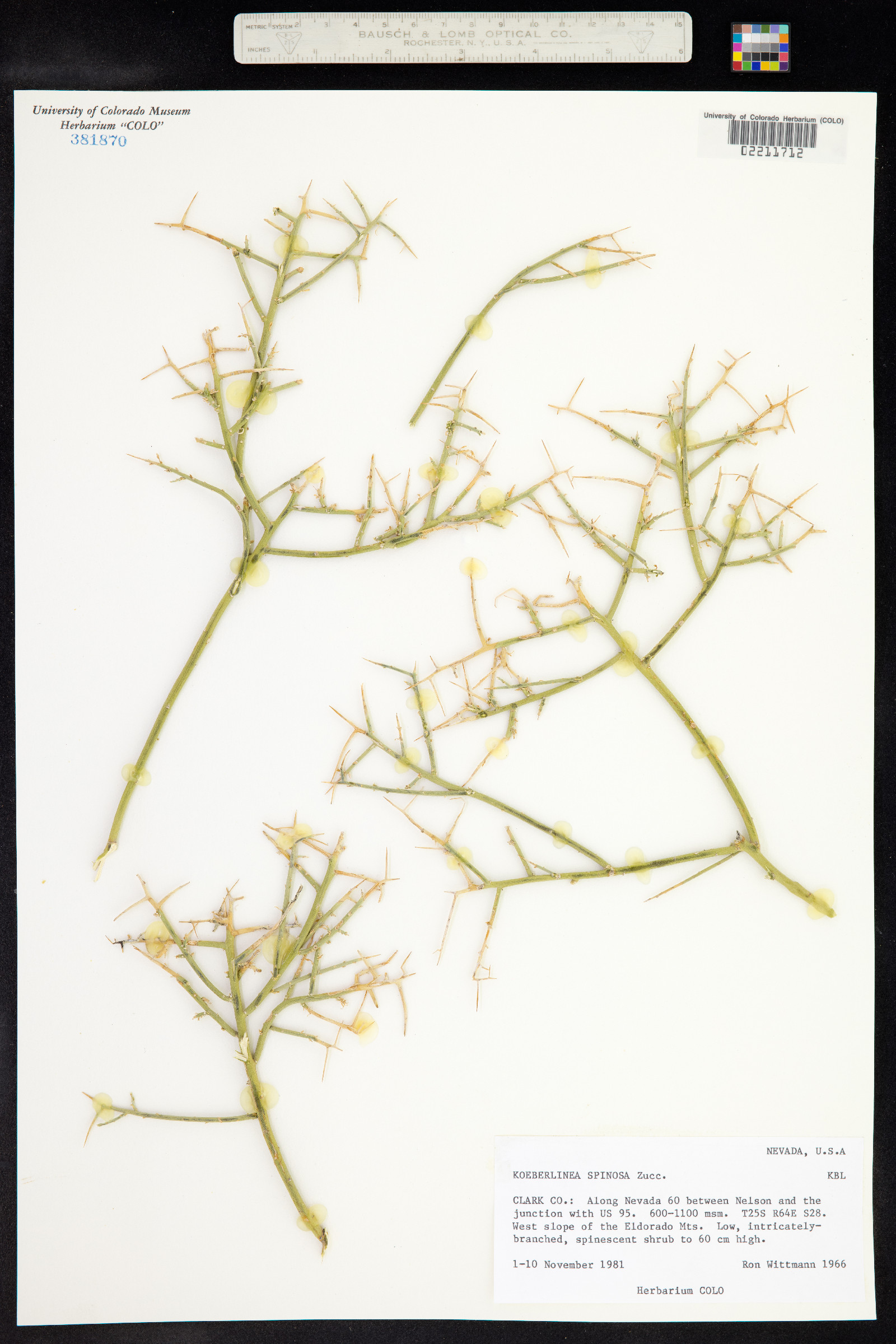 Koeberliniaceae image