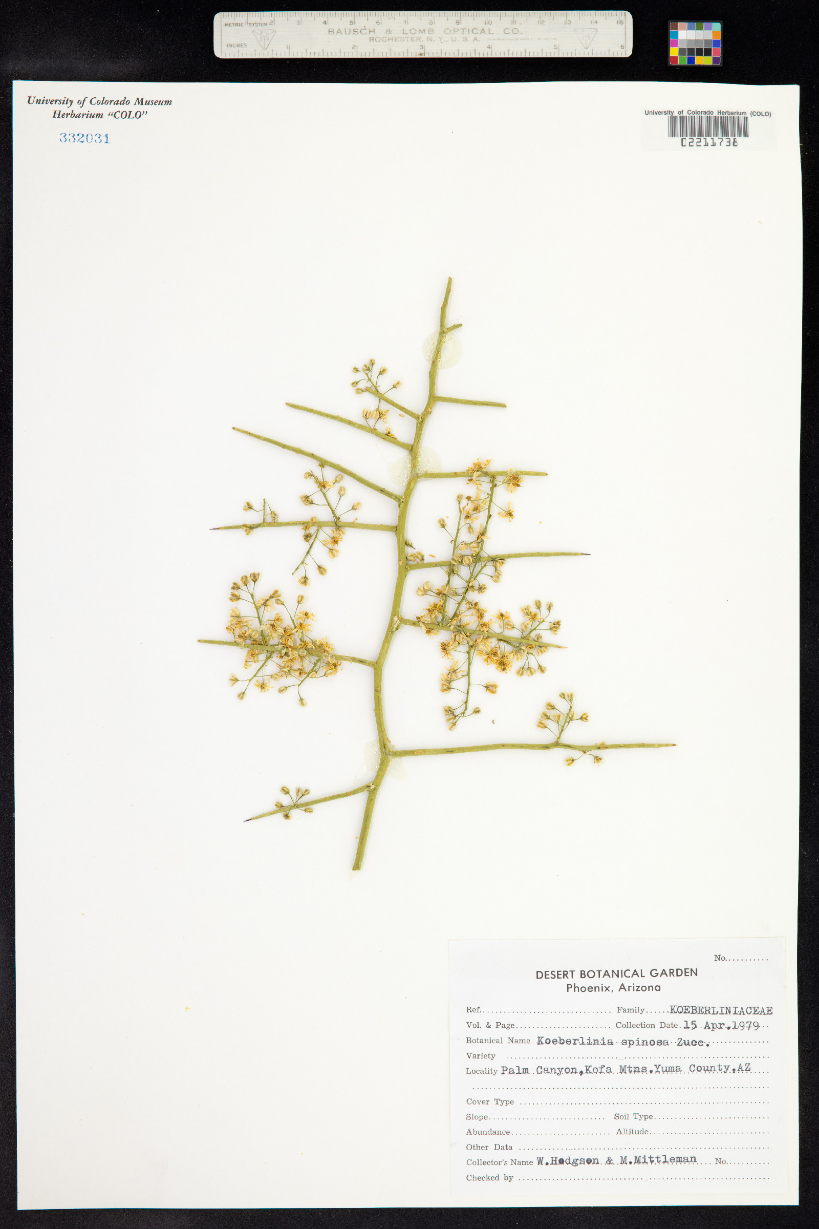 Koeberliniaceae image