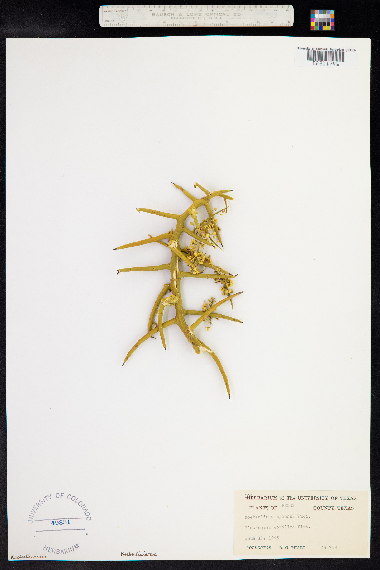 Koeberlinia spinosa image