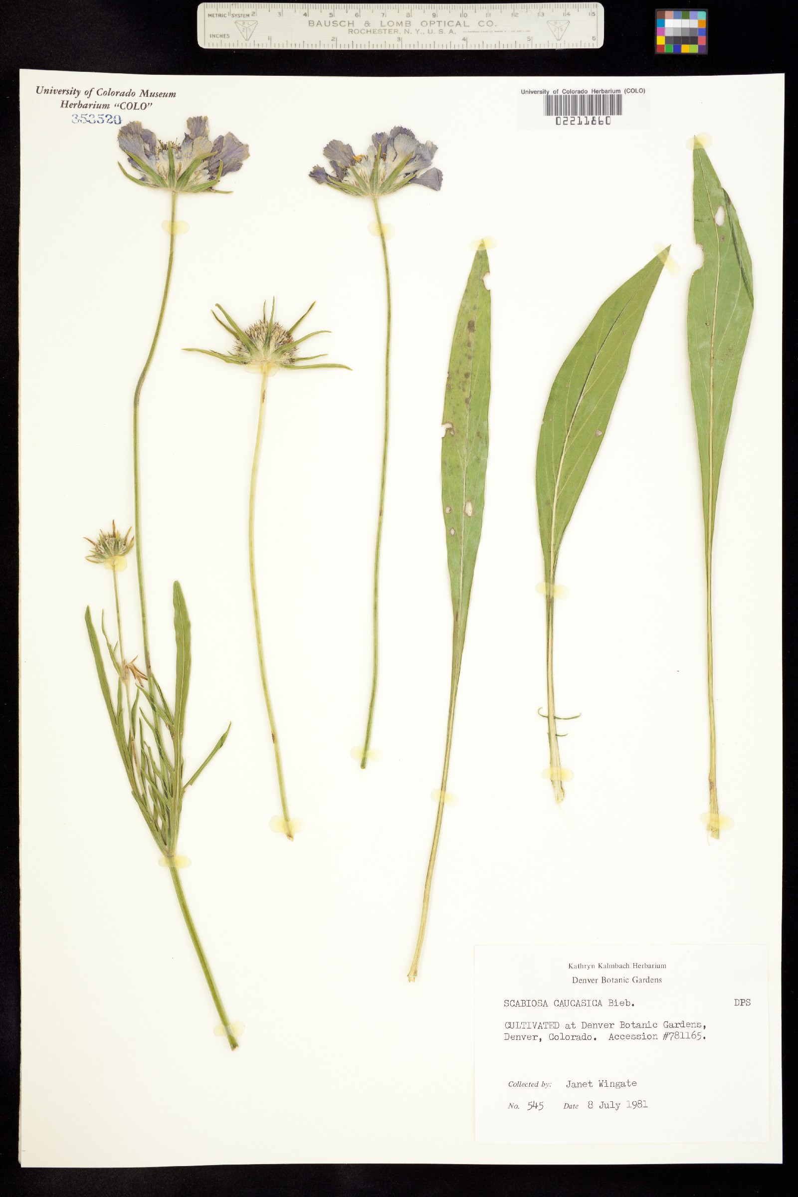Lomelosia image