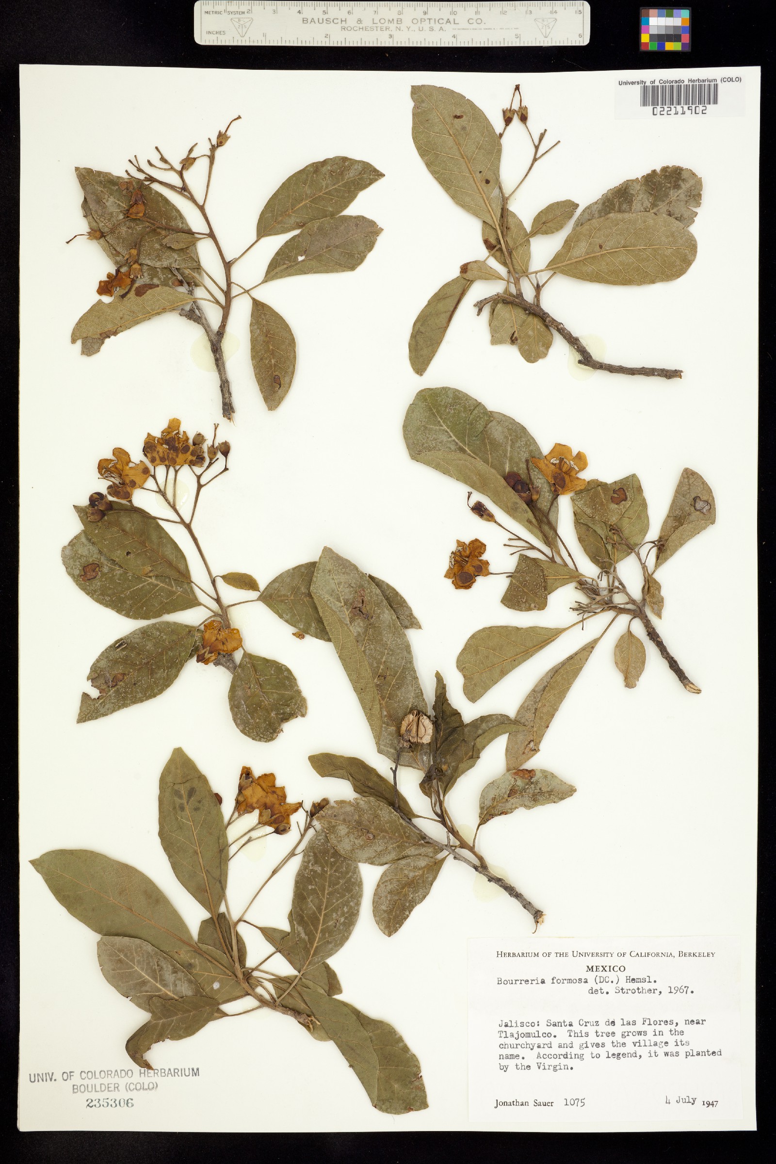 Bourreria huanita image