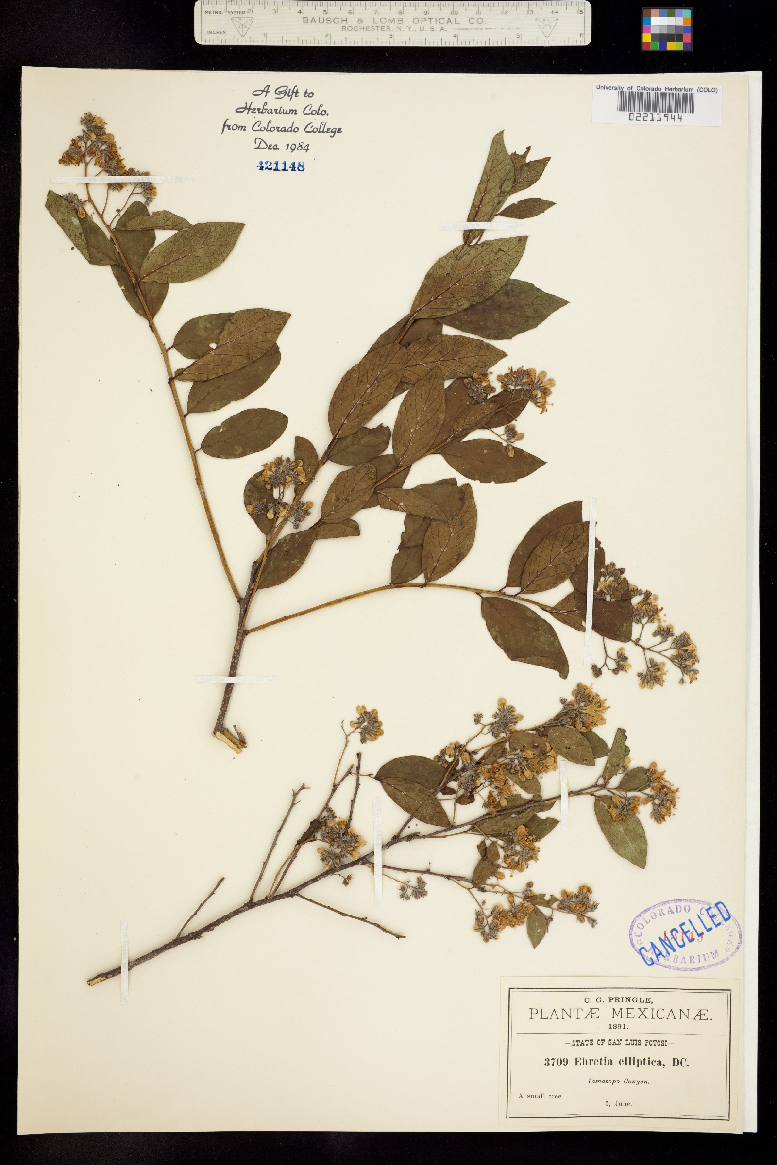 Ehretiaceae image