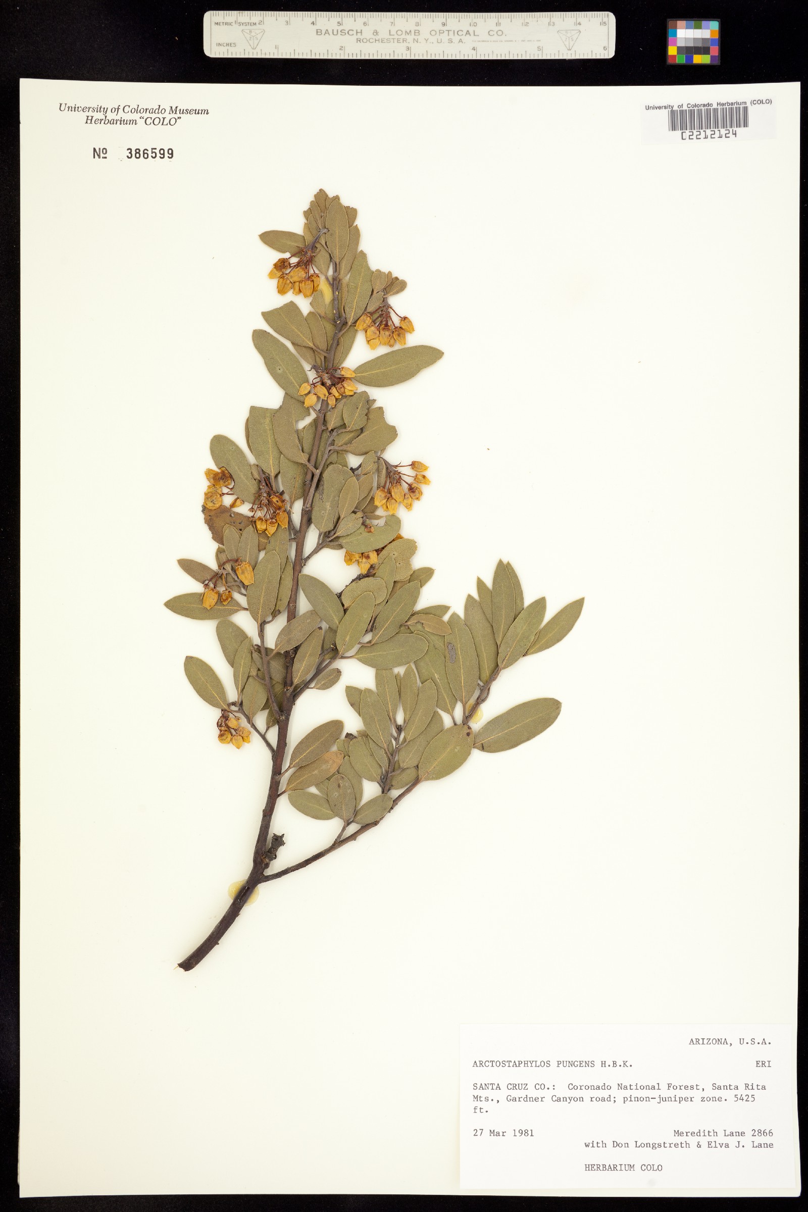Arctostaphylos pungens image