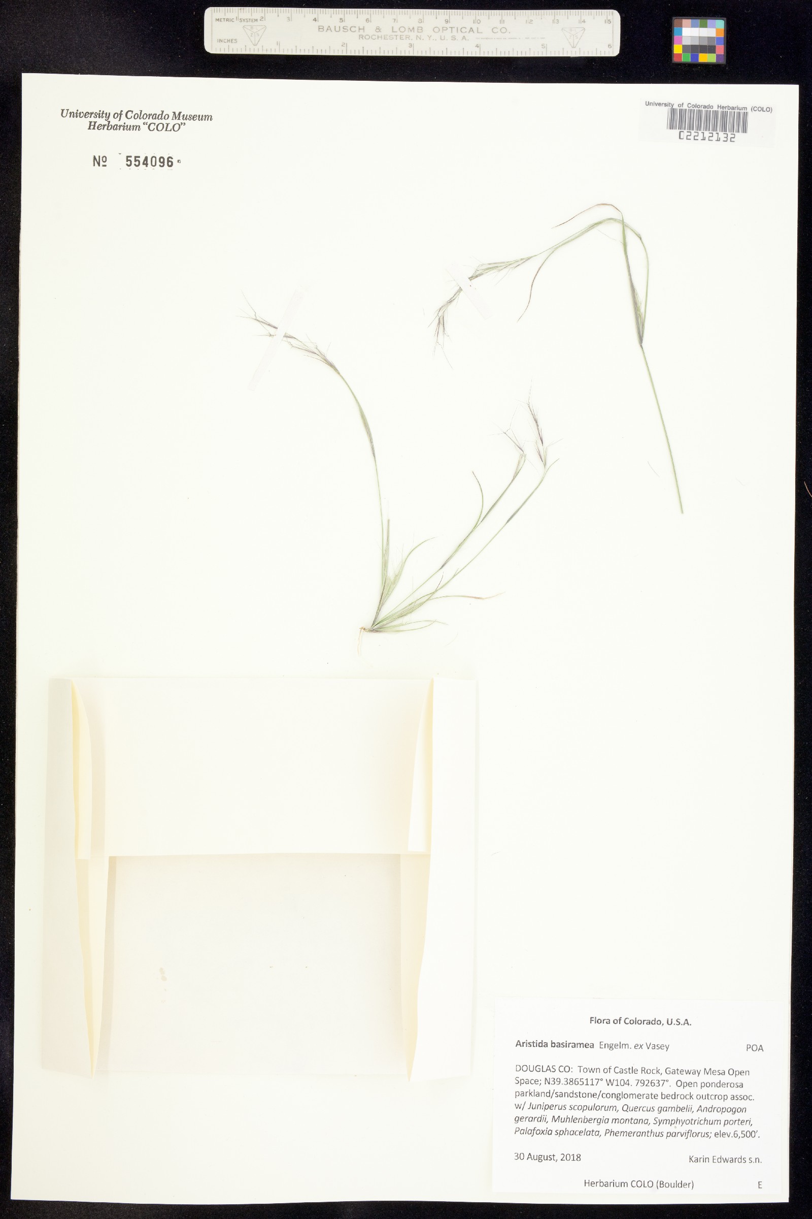 Aristida basiramea image