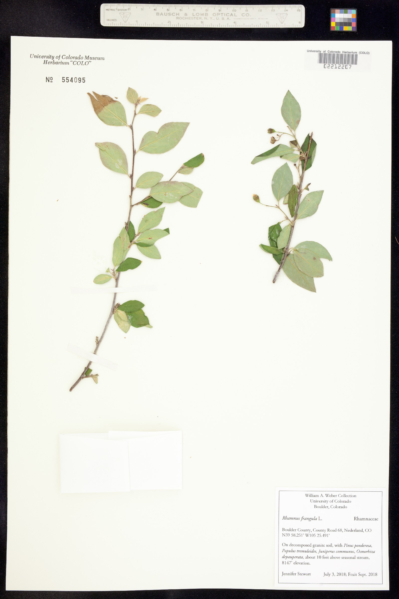 Rhamnus frangula image