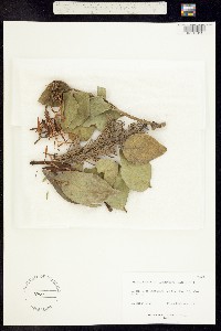 Psittacanthus americanus image