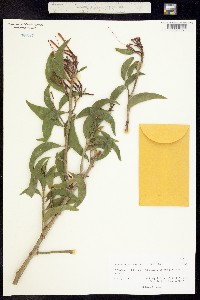 Psittacanthus calyculatus image
