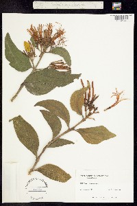 Psittacanthus calyculatus image
