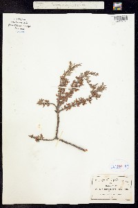 Image of Loranthus microphyllus