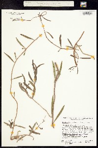 Struthanthus haenkeanus image
