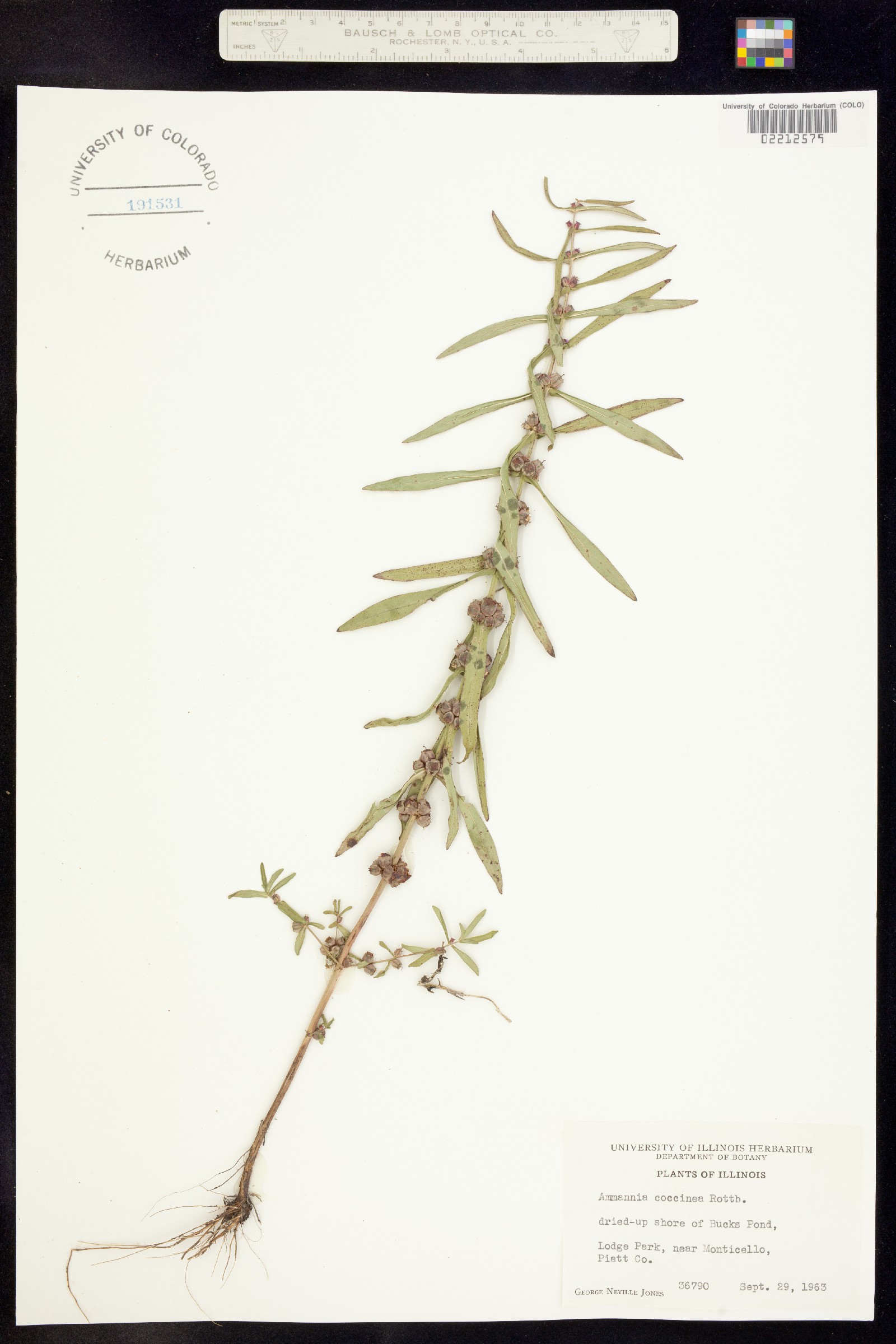 Ammannia coccinea image