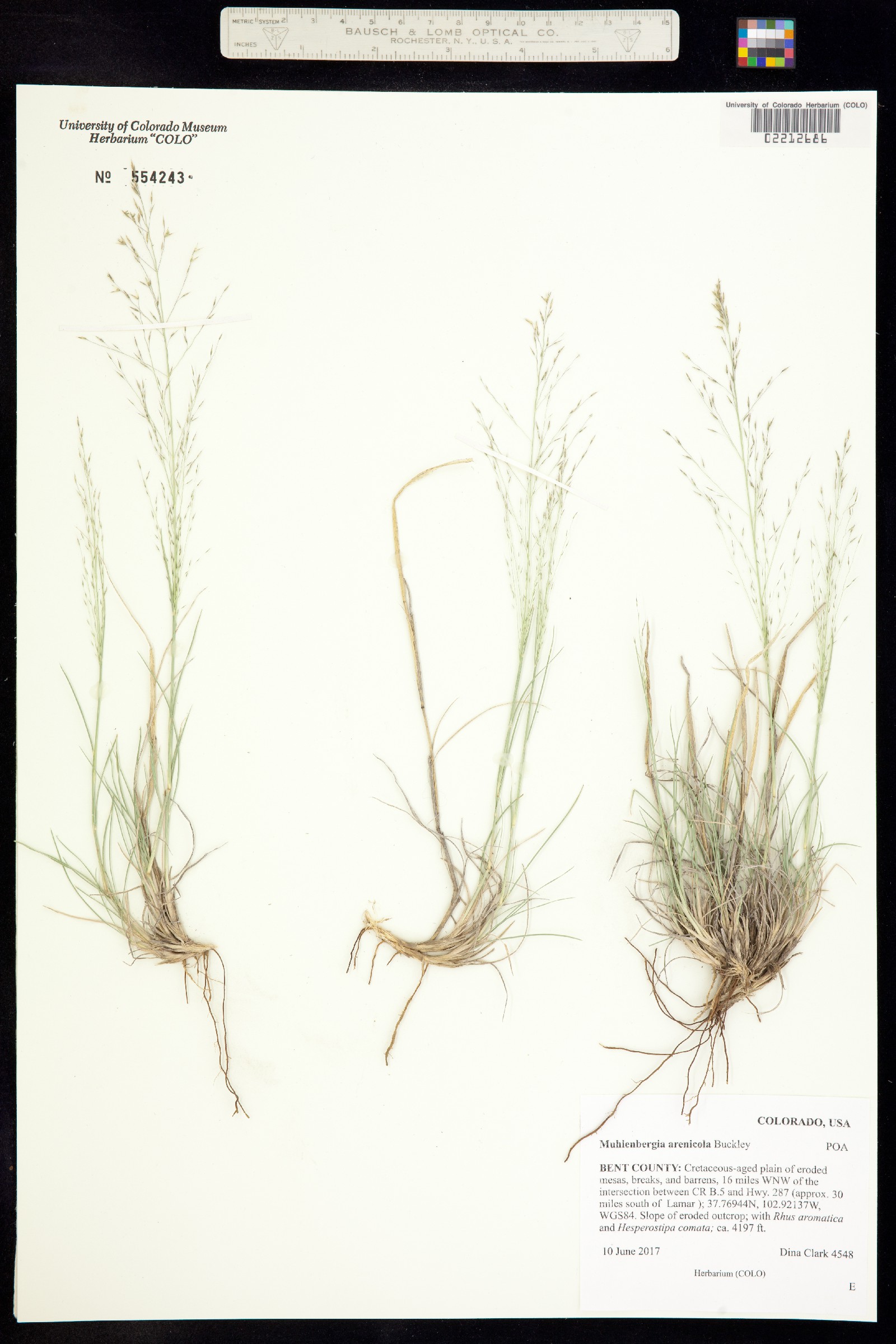 Muhlenbergia arenicola image