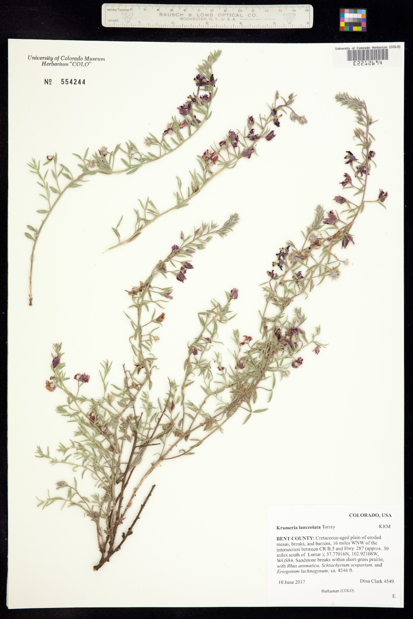 Krameria lanceolata image