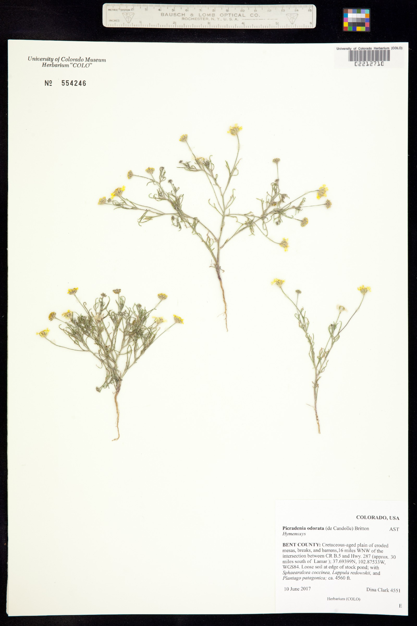 Picradenia odorata image