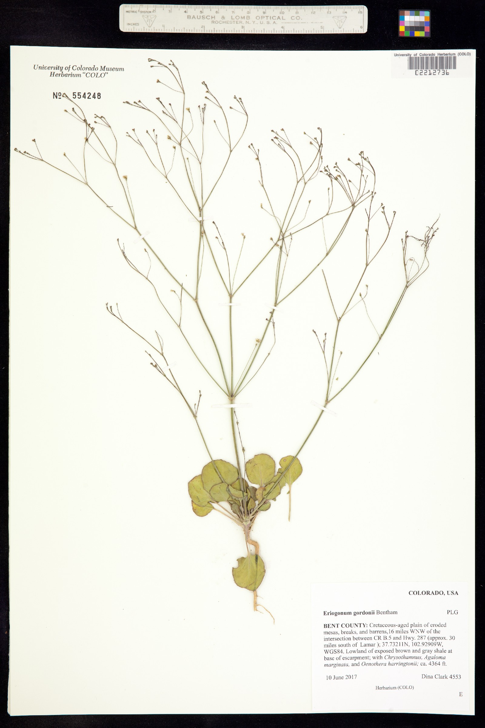 Eriogonum gordonii image
