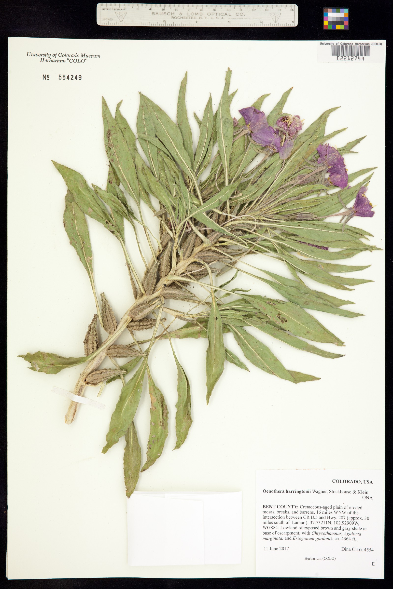 Oenothera harringtonii image