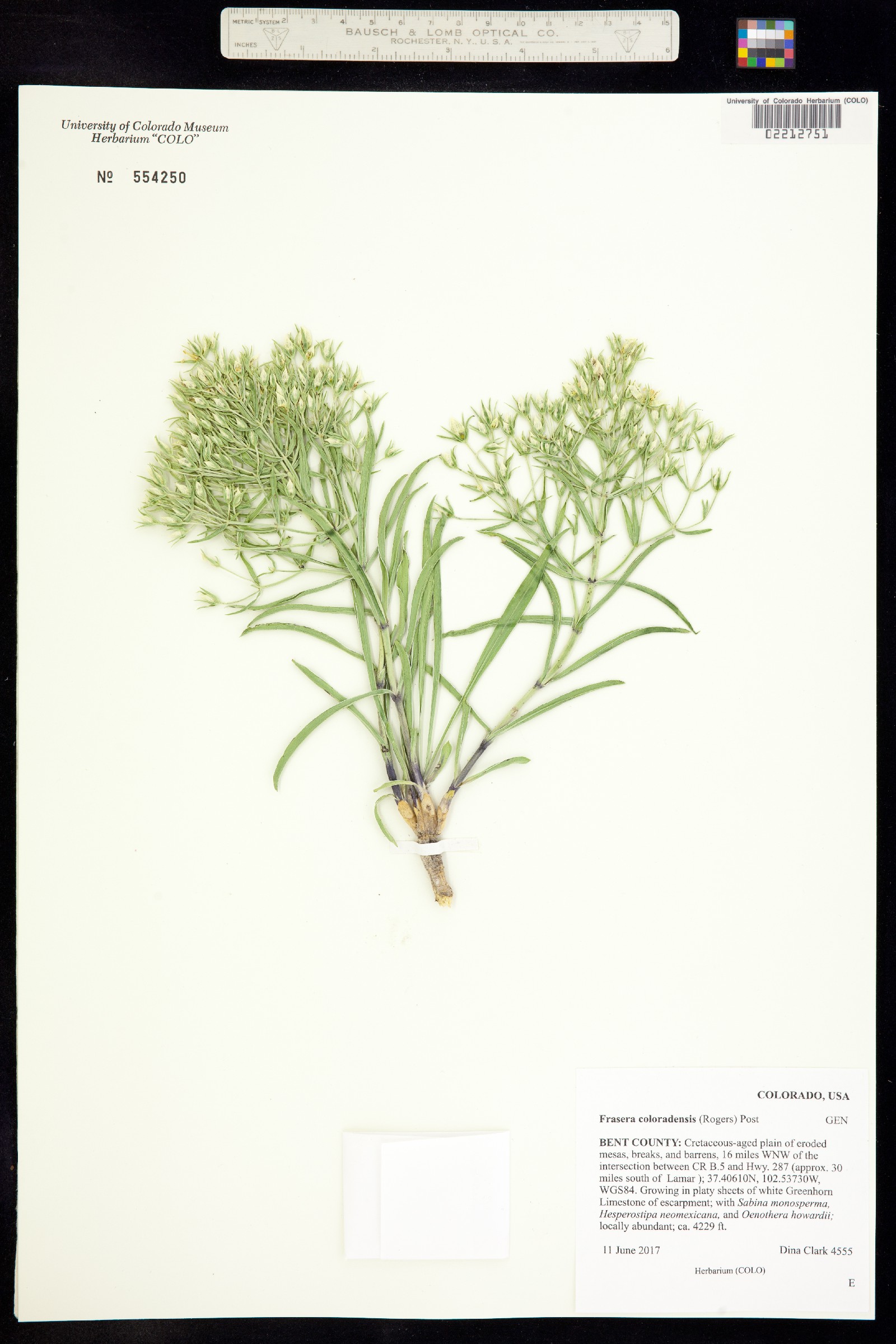 Frasera coloradensis image