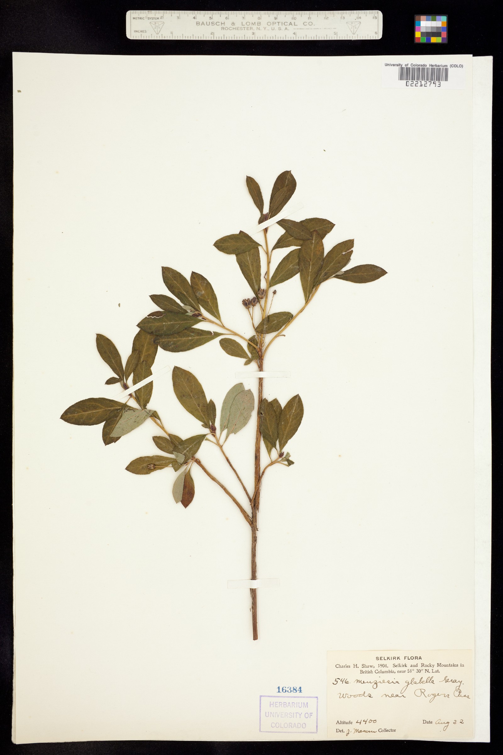 Menziesia ferruginea image