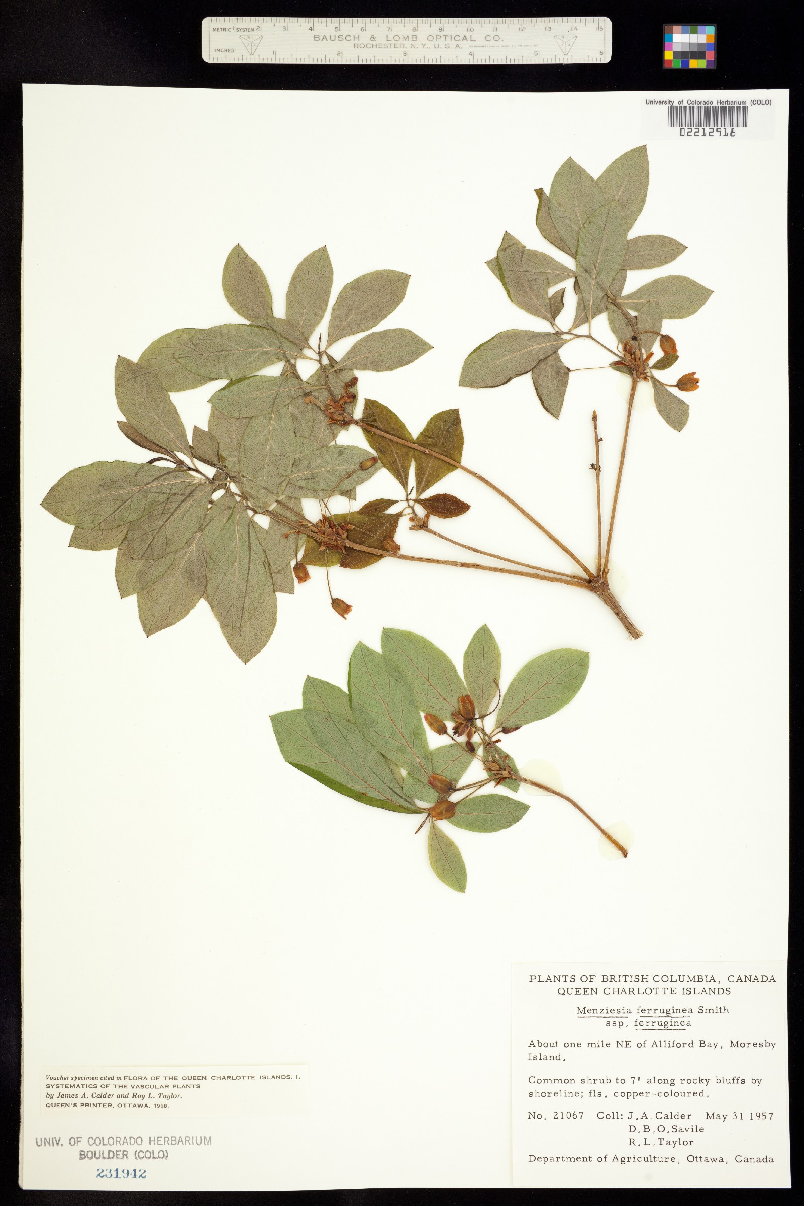 Menziesia ferruginea image
