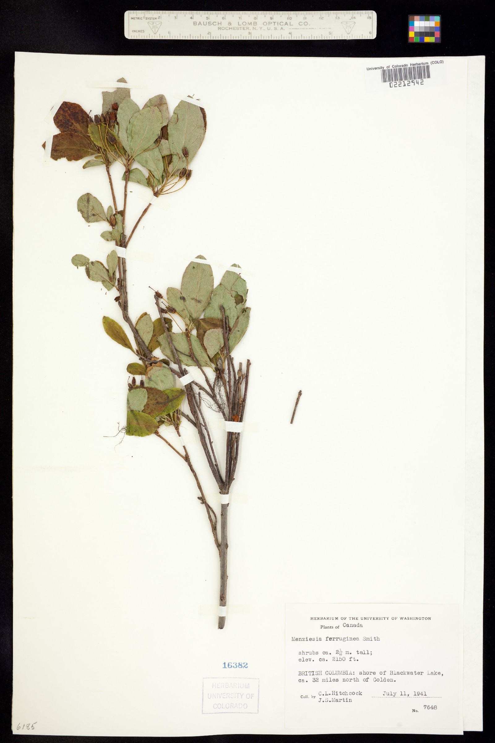 Menziesia ferruginea image