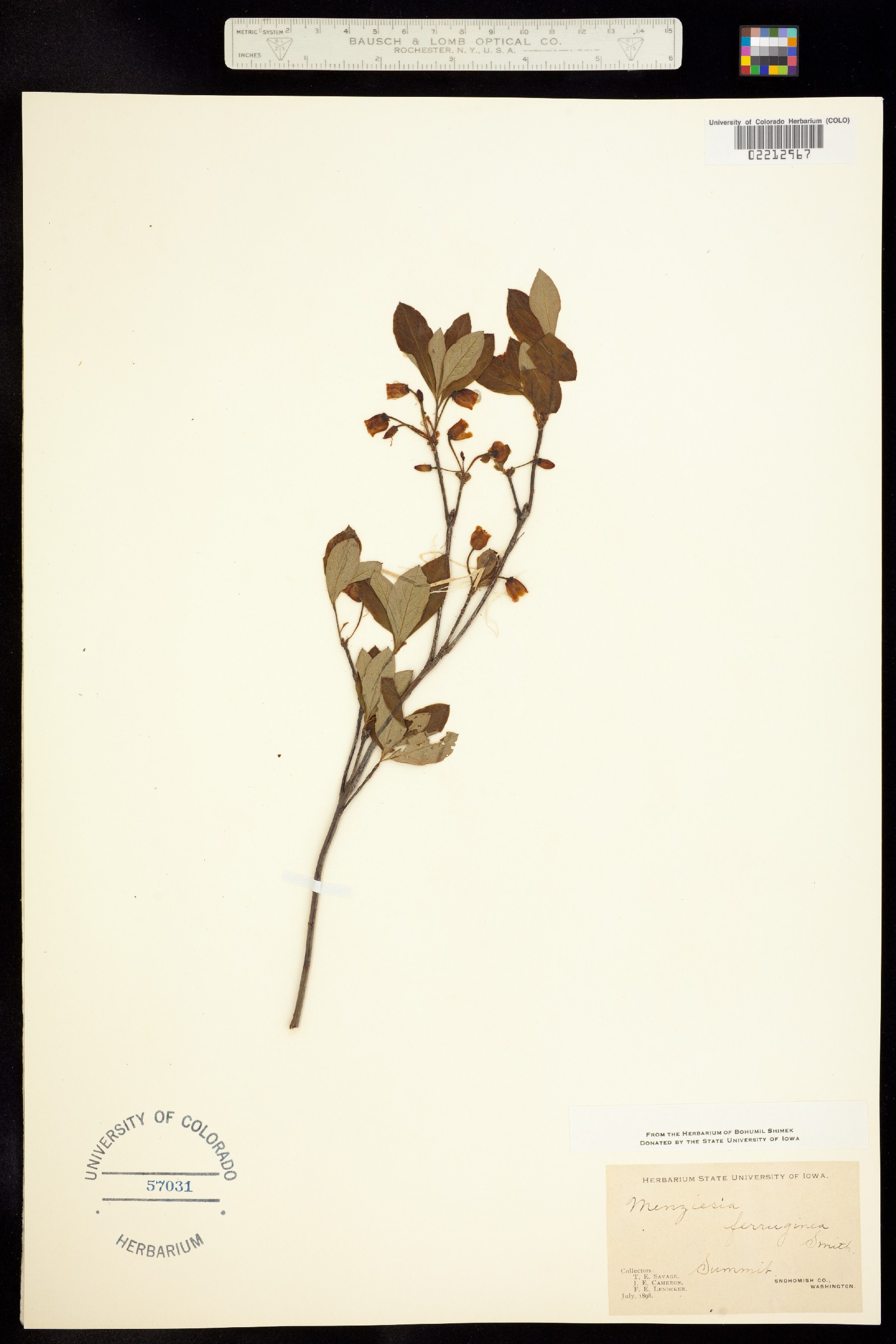 Menziesia ferruginea image