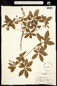 Rhododendron menziesii image