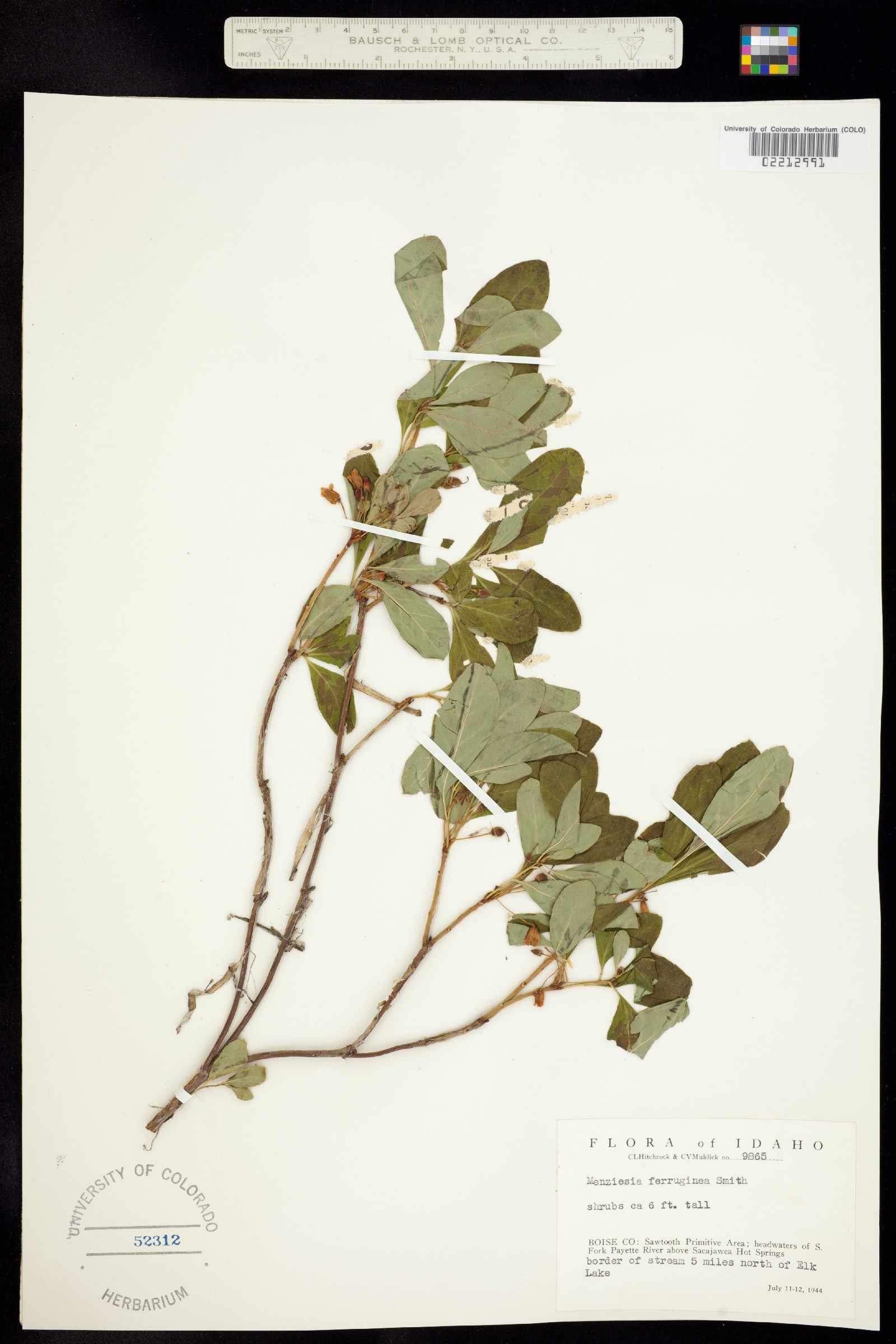 Menziesia ferruginea image