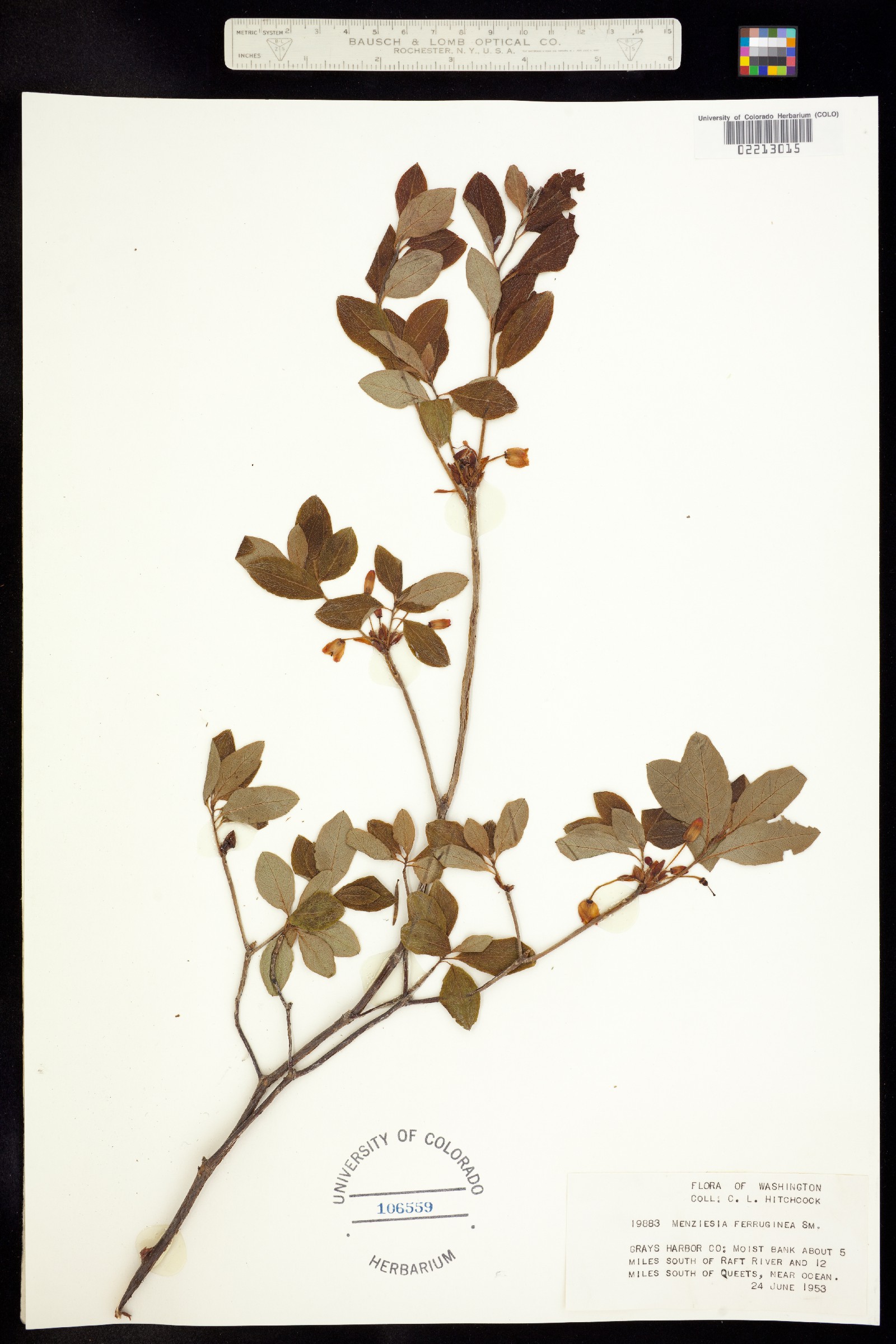Menziesia ferruginea image