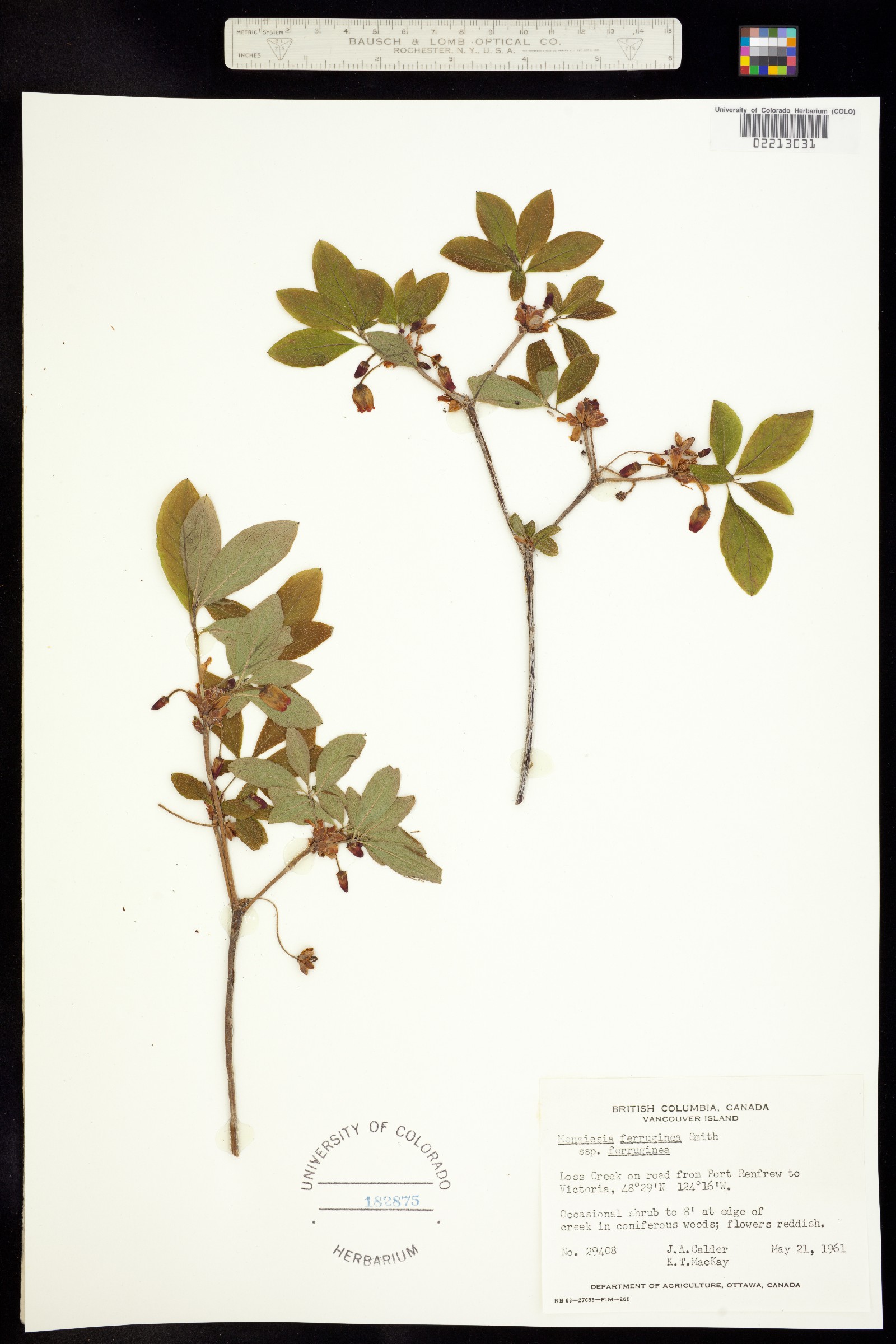 Menziesia ferruginea image