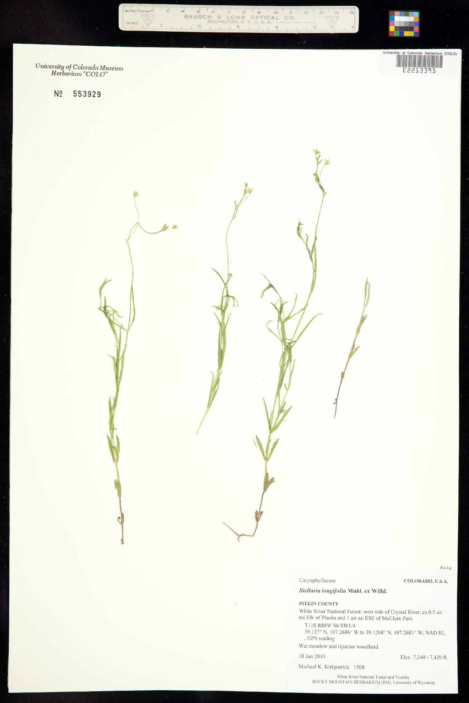 Stellaria longifolia image